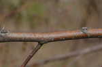 Eastern hophornbeam